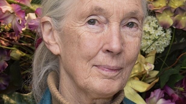 Humans Can Learn to Live 'in Harmony' With Animals, Says Vegetarian  Conservationist Jane Goodall