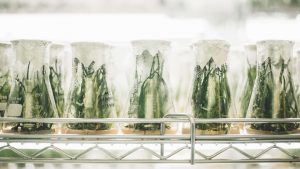 Triton Algae Innovations’ Replicates Dairy Milk With Vegan Protein That Tastes Like Parsley