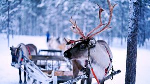 7 Alternative Festive Holiday Activities to Visiting Reindeer Centres
