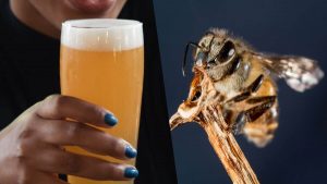 Vegan Bee-Saving Bumble Beer Set to Expand Across UK