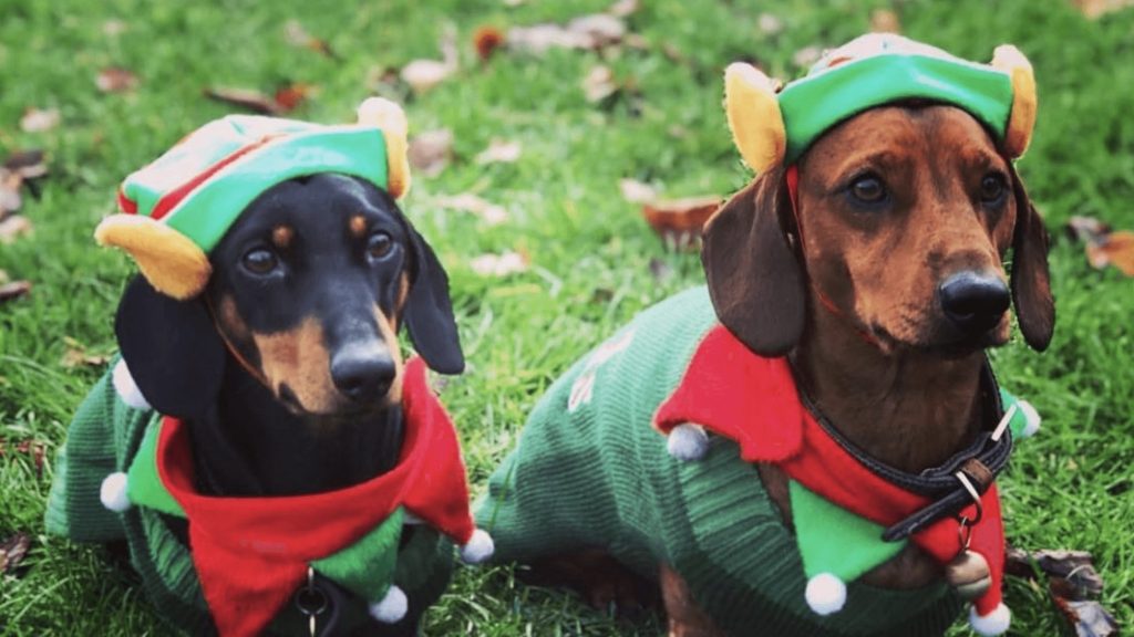 500 Sausage Dogs In Christmas Costumes Took Over London's Hyde Park