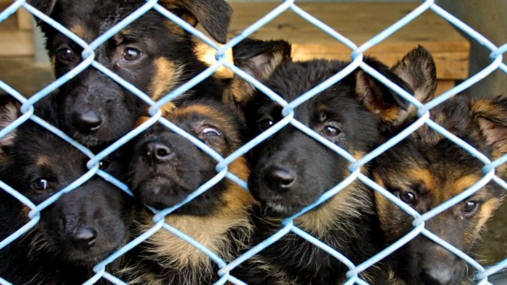Eating Cats and Dogs to Be Made Illegal in All 50 U.S. States