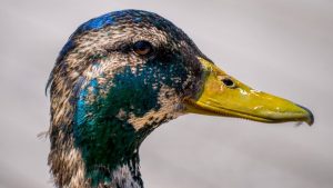 Amazon Agrees to Stop Shipping Illegal Foie Gras to California Residents