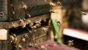 Finnish Scientists Create World’s First Vaccine to Save Threatened Honeybees