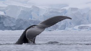 Japan’s Departure From International Whaling Commission Ends Antarctic Whaling