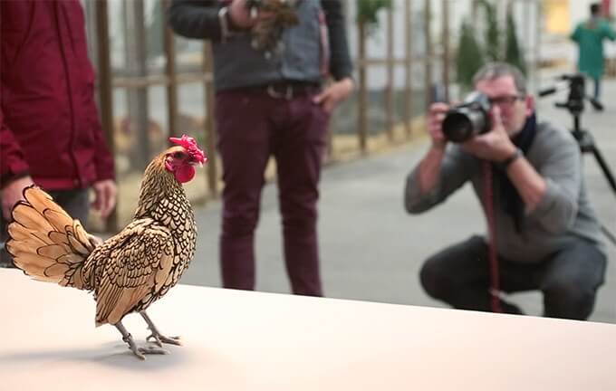 You'll Go Vegan After Looking at the World's Most Beautiful Chickens