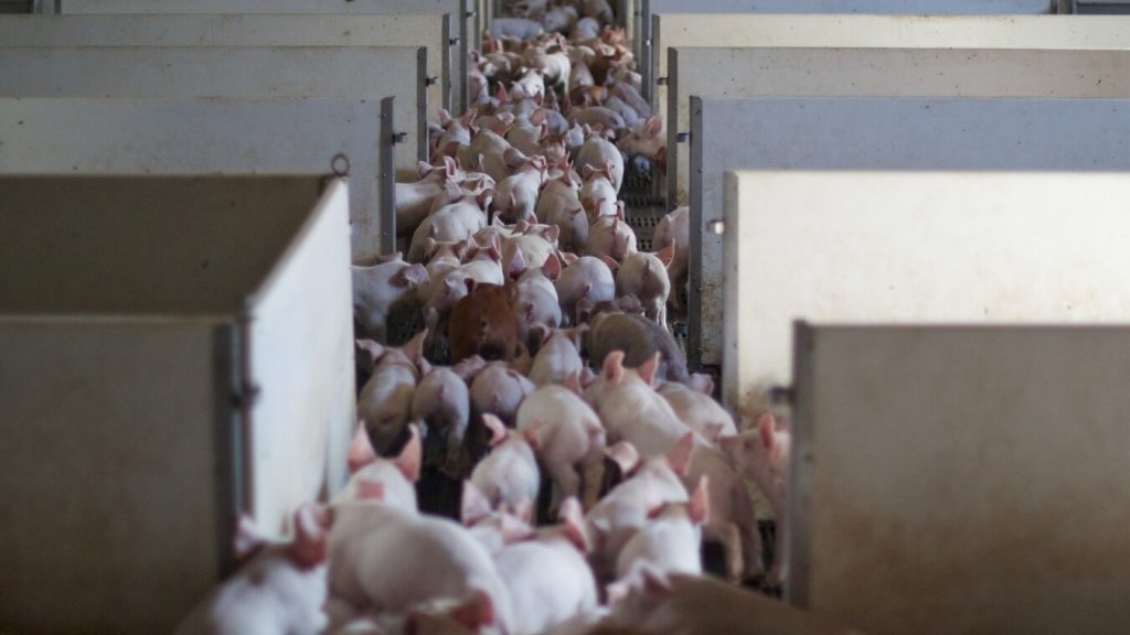 Map of 5,000 Factory Farms Hopes to Turn More People Vegan