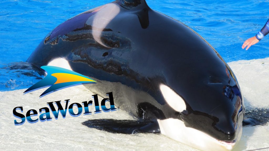 SeaWorld Serves Vegan Food At Its Whale Jail