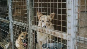 Pet Detectives Use Counterterrorism Technology to Take Down Puppy Mills