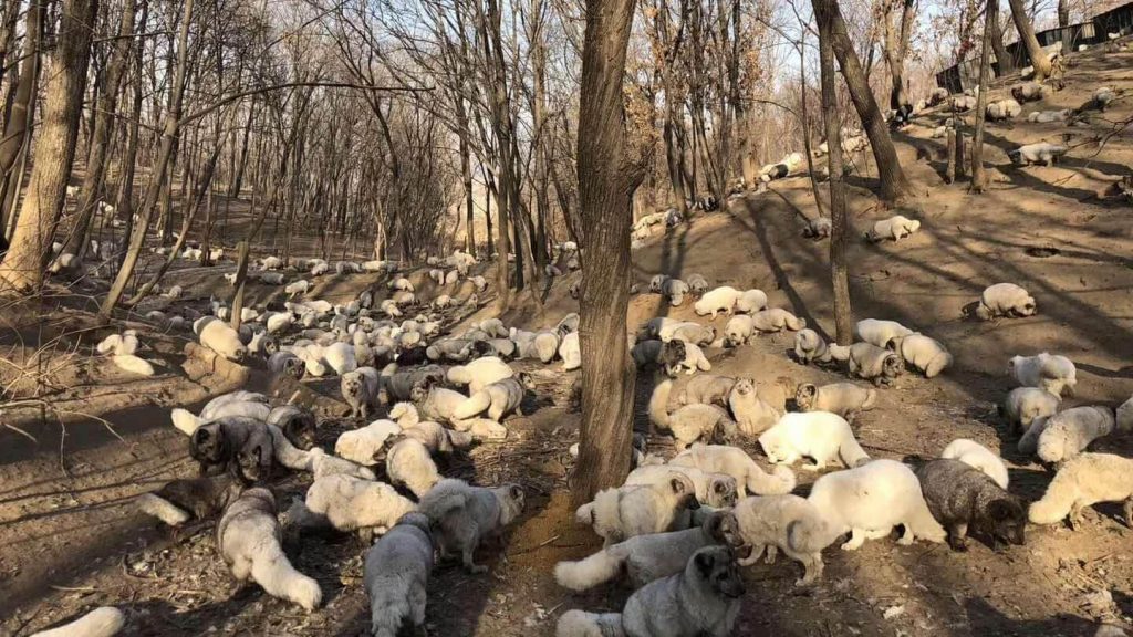 174 Foxes Rescued From Fur Farm Rehomed at Buddhist Sanctuary