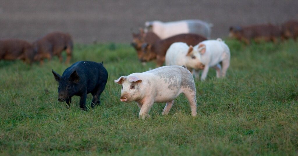 New Short Film Showcases Life From a Factory Farm Pig’s Perspective