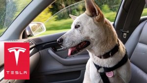 Tesla Created 'Dog Mode' So You Can Leave Pets in the Car Safely