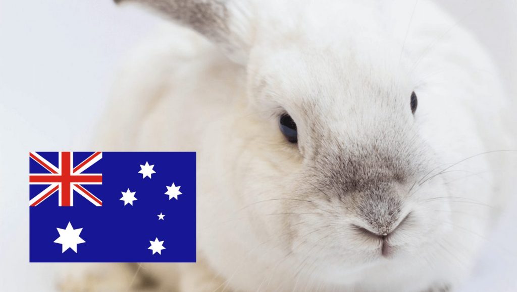Animal Testing for Cosmetics Banned in Australia | LIVEKINDLY