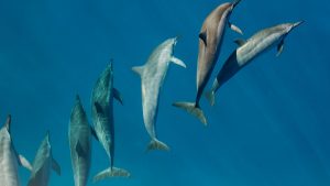 Legal Challenge Could End Japanese Dolphin Hunting for Good