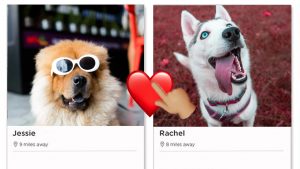 You Can Now Browse a Tinder For Dog Lovers