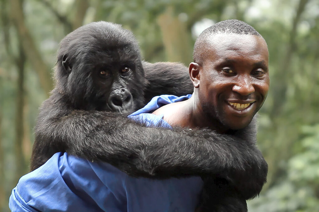 Photo shows a ranger and animal from Virunga National Park.