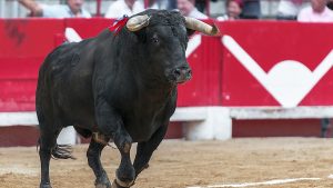 Spain Upholds Ban on ‘Historic’ Bull Torture