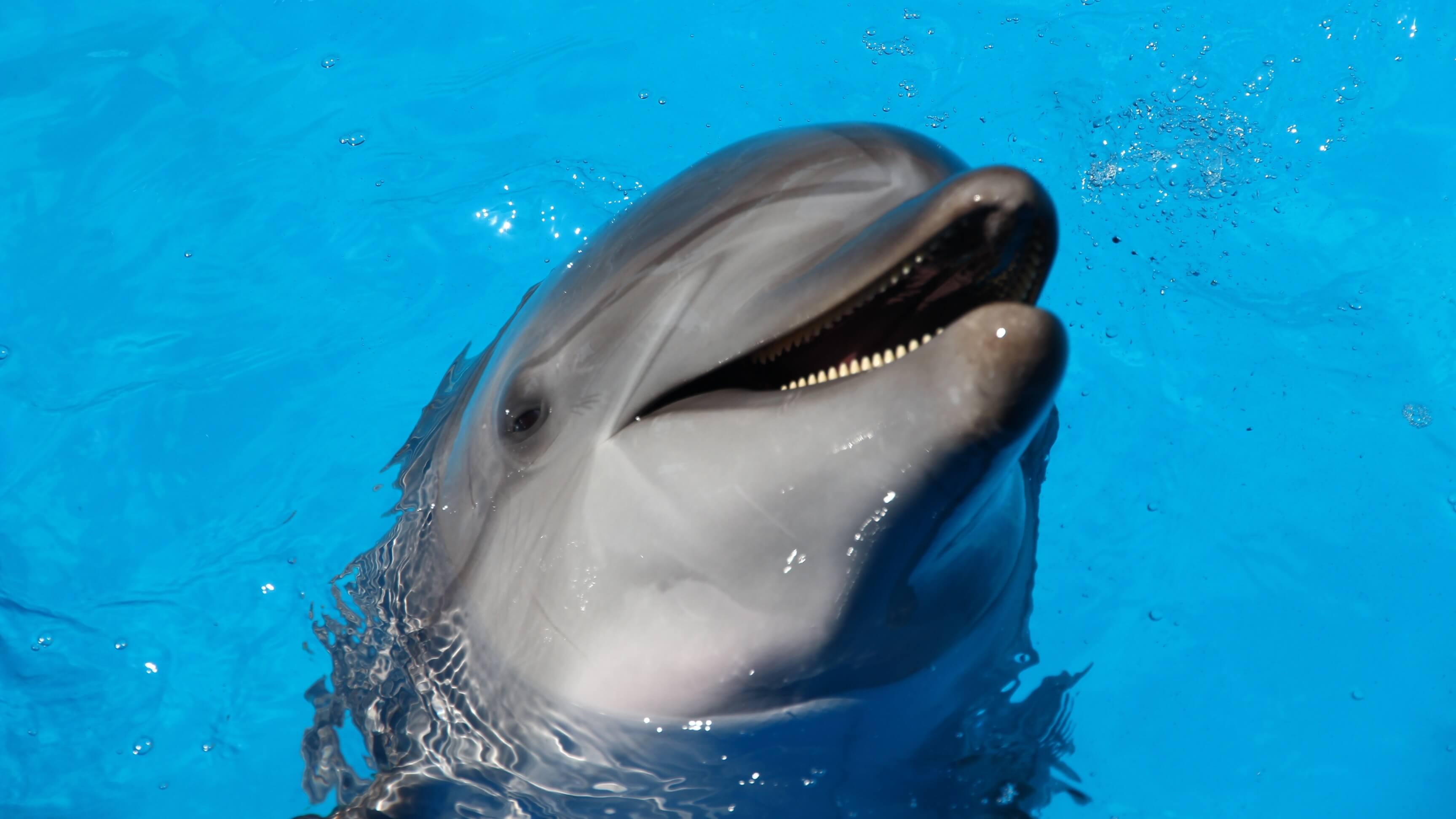 Дельфин издает звуки. Дельфины. Дельфины и акулы. Дельфины в океане.