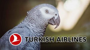 Turkish Airlines Is Now Fighting Illegal Animal Traffickers