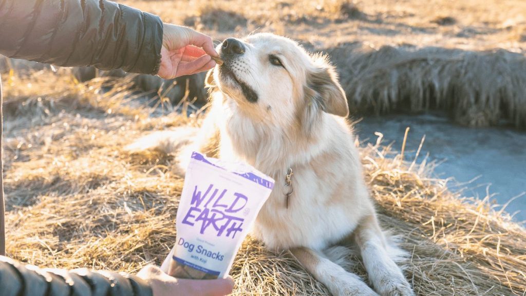5 Vegan Dog Food Brands to Keep Your Hound Healthy and Happy