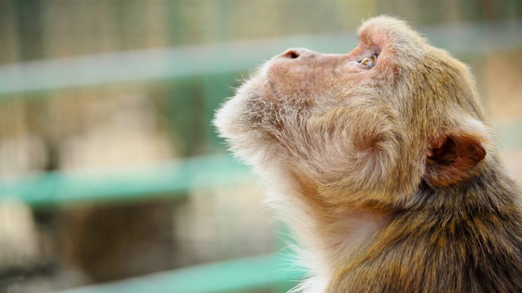 99.5% of Brits Want a Worldwide Ban on Animal Testing