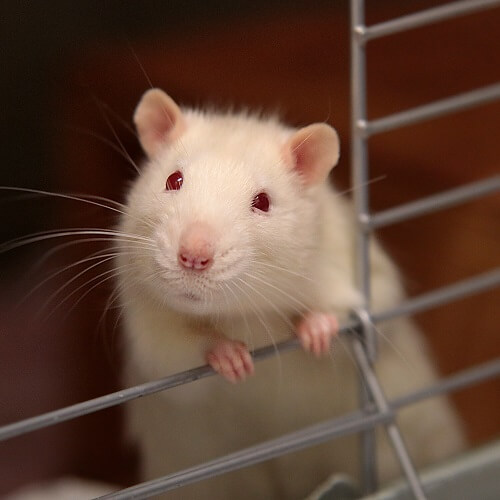 80 of South Koreans Want An End to Animal Testing