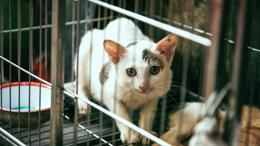 Why Switzerland May Soon Ban Animal Testing