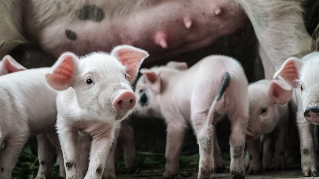 99% of All Animal Products in the U.S. Come From Factory Farms