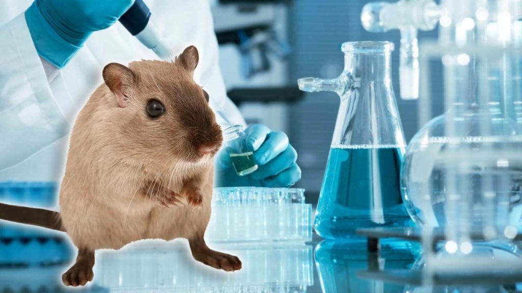Why Big Pharma Forces Rats and Mice to Swim for Their Lives
