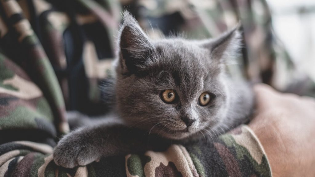 USDA Will Stop Experimenting On Kittens