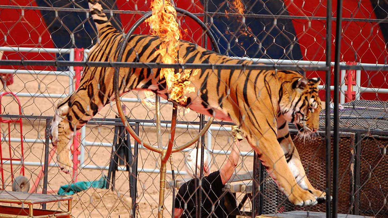 California Just Banned Wild Animals In Circuses (Updated October 2019) |  LIVEKINDLY