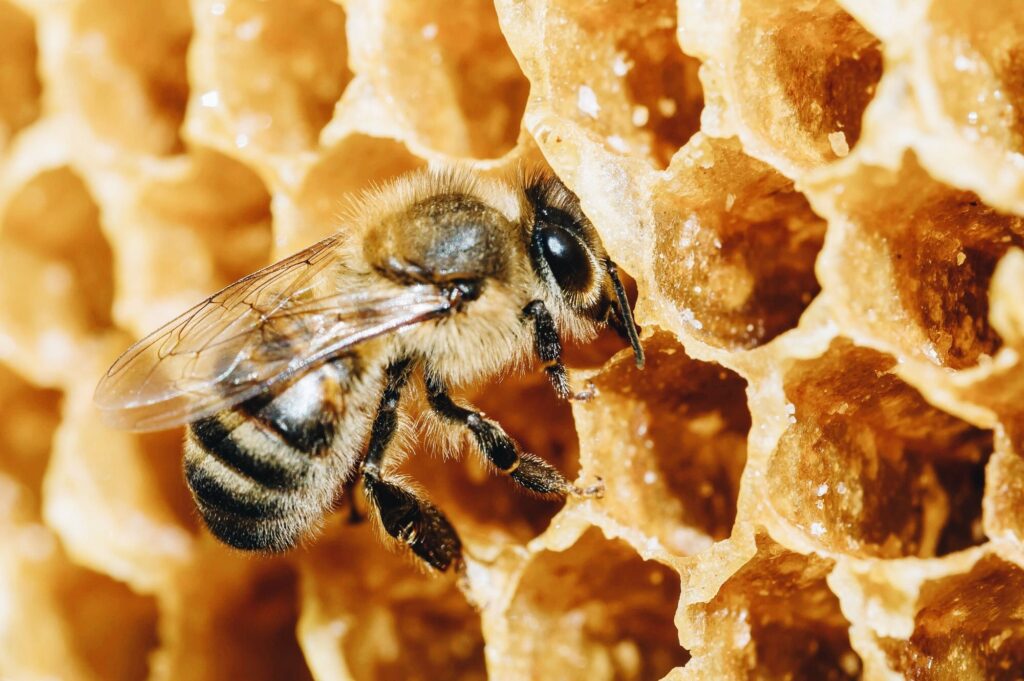Is Honey Vegan? It's Complicated.
