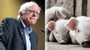 Factory Farms Are a Threat to America, Says Bernie Sanders