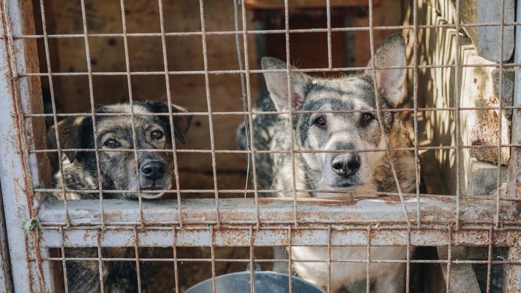 22 Dogs Rescued From Becoming Dinner at Shanghai Restaurant