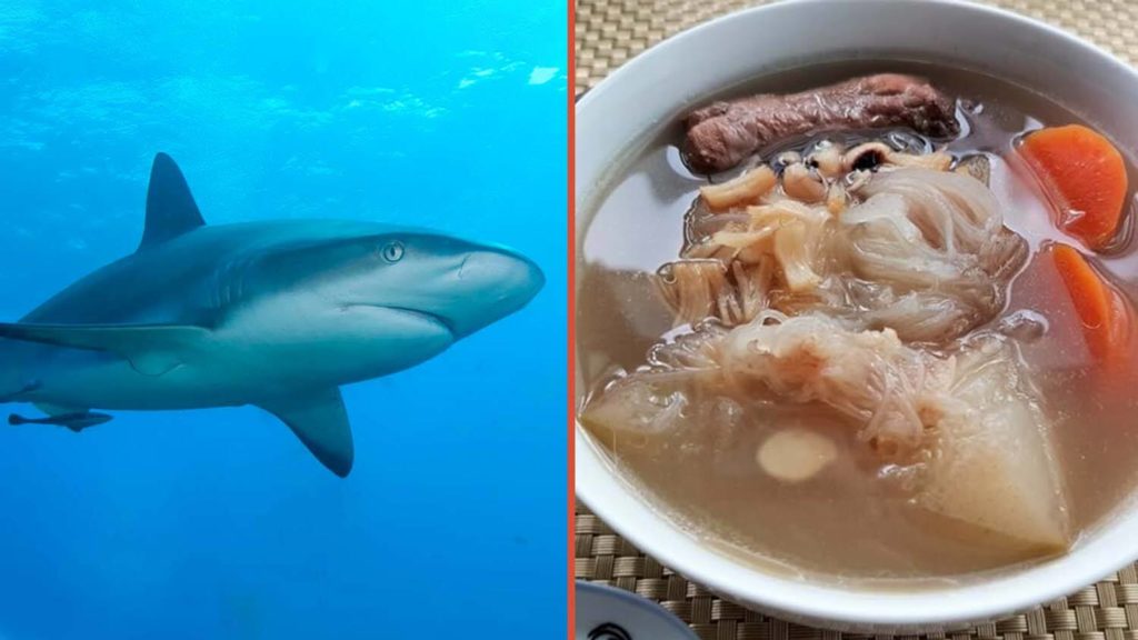 Shark Fin Imports and Exports Banned in Canada
