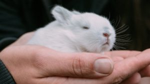 Nevada Is the 2nd State to Ban Cosmetics That Test on Animals