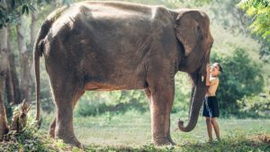 Cambodia Commits to End Elephant Rides By 2020
