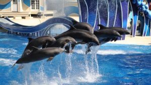 Canada Just Banned Whale and Dolphin Captivity