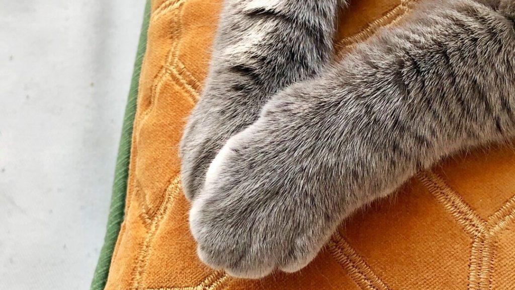 New York to Become First State to Ban Cat Declawing