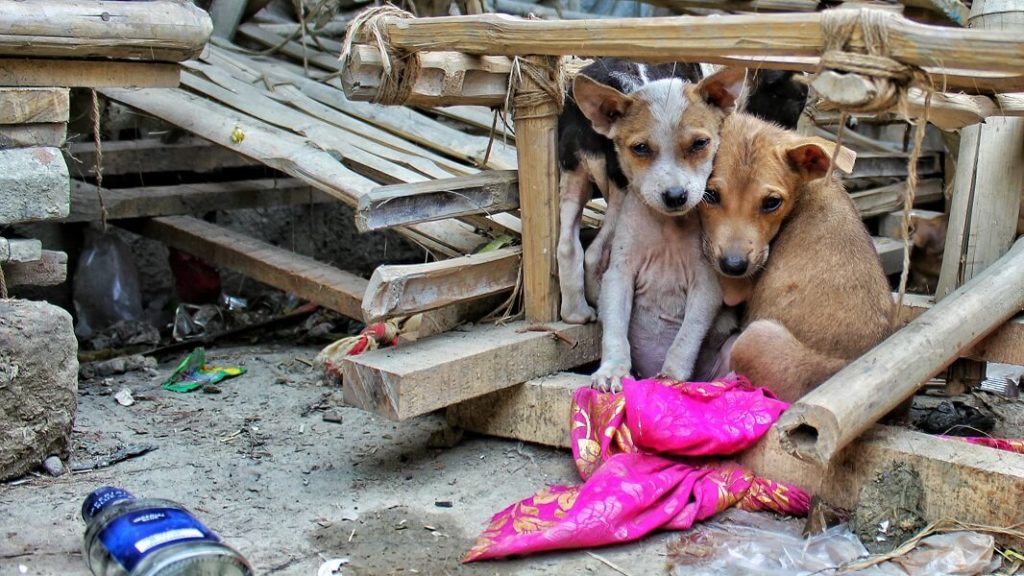 Indonesian District Becomes First to Ban Dog Meat