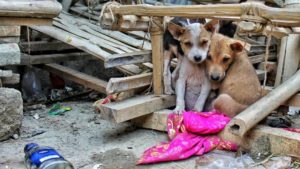 Indonesian District Becomes First to Ban Dog Meat