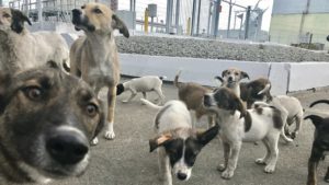 How This Charity Is Saving Hundreds of Chernobyl’s Stray Dogs
