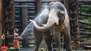 Animals Granted Same Rights as People, Indian Court Rules