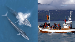 Iceland Cancels Fin Whale Hunting for 2019