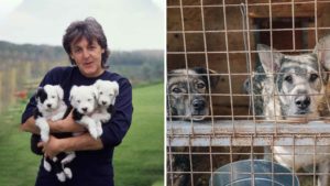 Paul McCartney Begs Texas A&M to Stop Testing on Dogs
