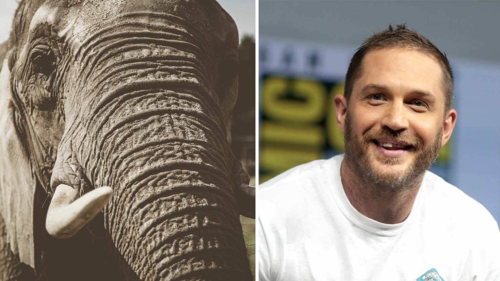 Tom Hardy Condemns Elephant Poaching to 5M Fans
