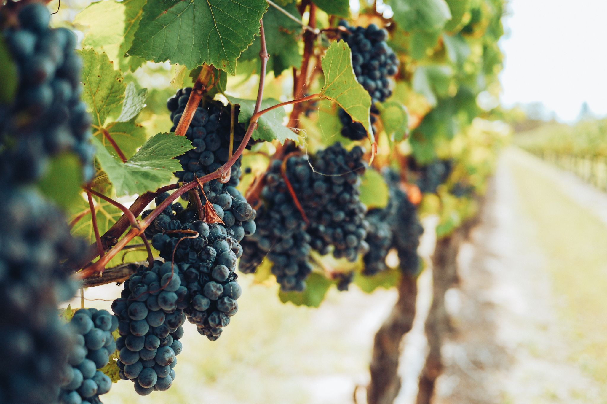 How to Find Out If Your Wine Is Vegan LIVEKINDLY