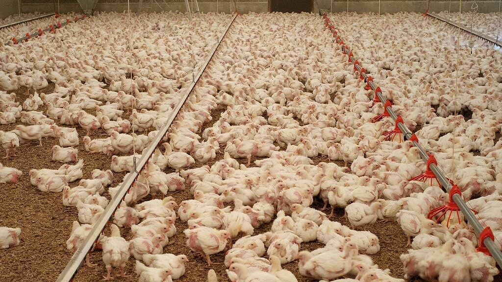 ‘Chickieleaks’ Launches to Expose Chicken Industry Cruelty