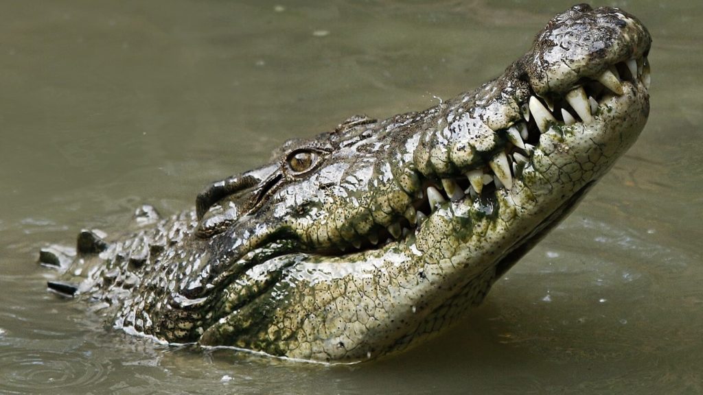 If 200-Million-Year-Old Crocodiles Were Vegan, You Can Be Too