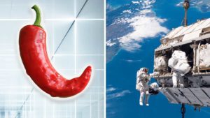 NASA Is Growing Chili Peppers In the Space Station
